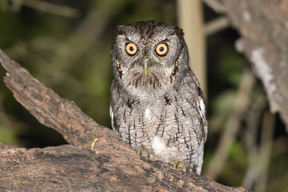 Eastern Screech-Owl (McCall's) - Caleb Strand