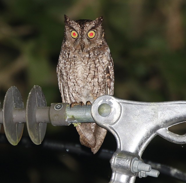 Scops-Owl on a power structure. - Moluccan Scops-Owl - 
