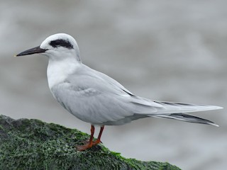  - Forster's Tern
