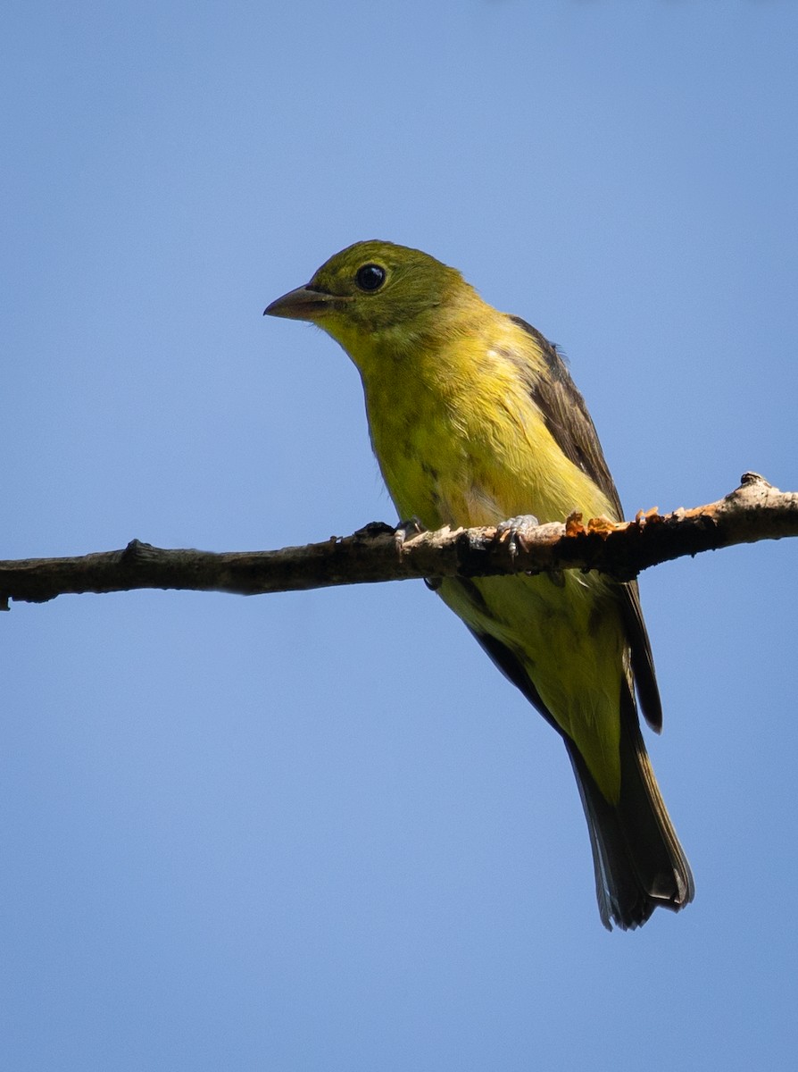 Scarlet Tanager - ML170337571