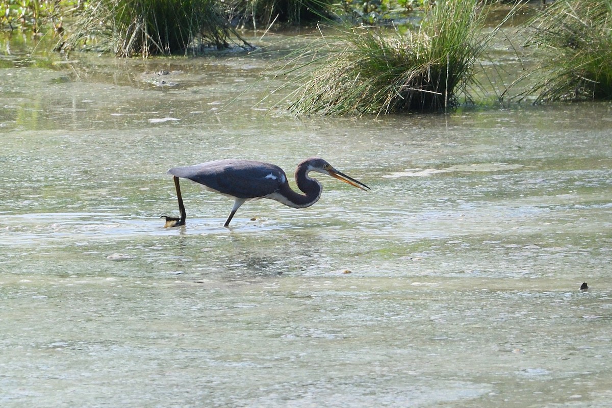 Tricolored Heron - Barry Blust