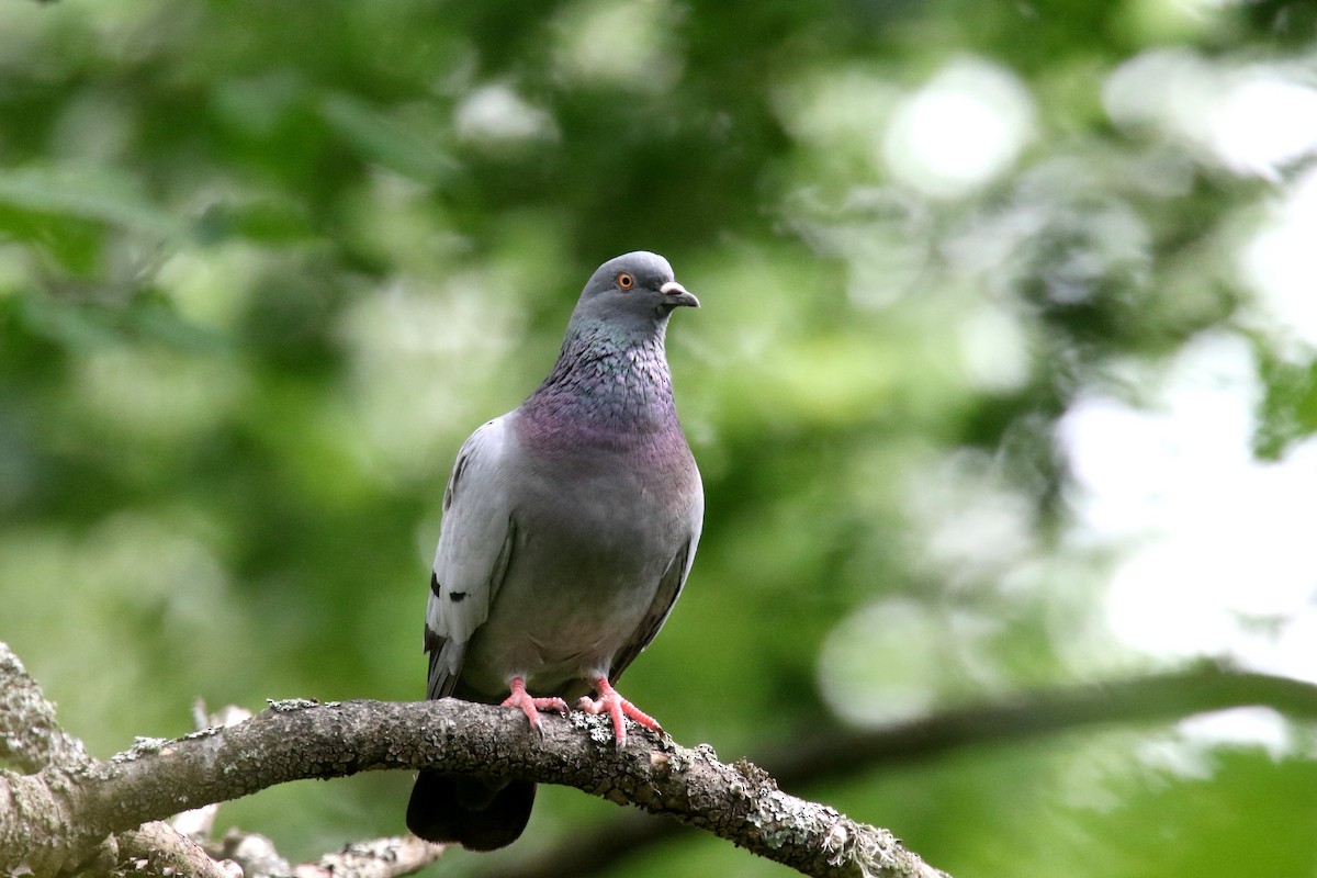 Rock Pigeon (Feral Pigeon) - Stephen Gast