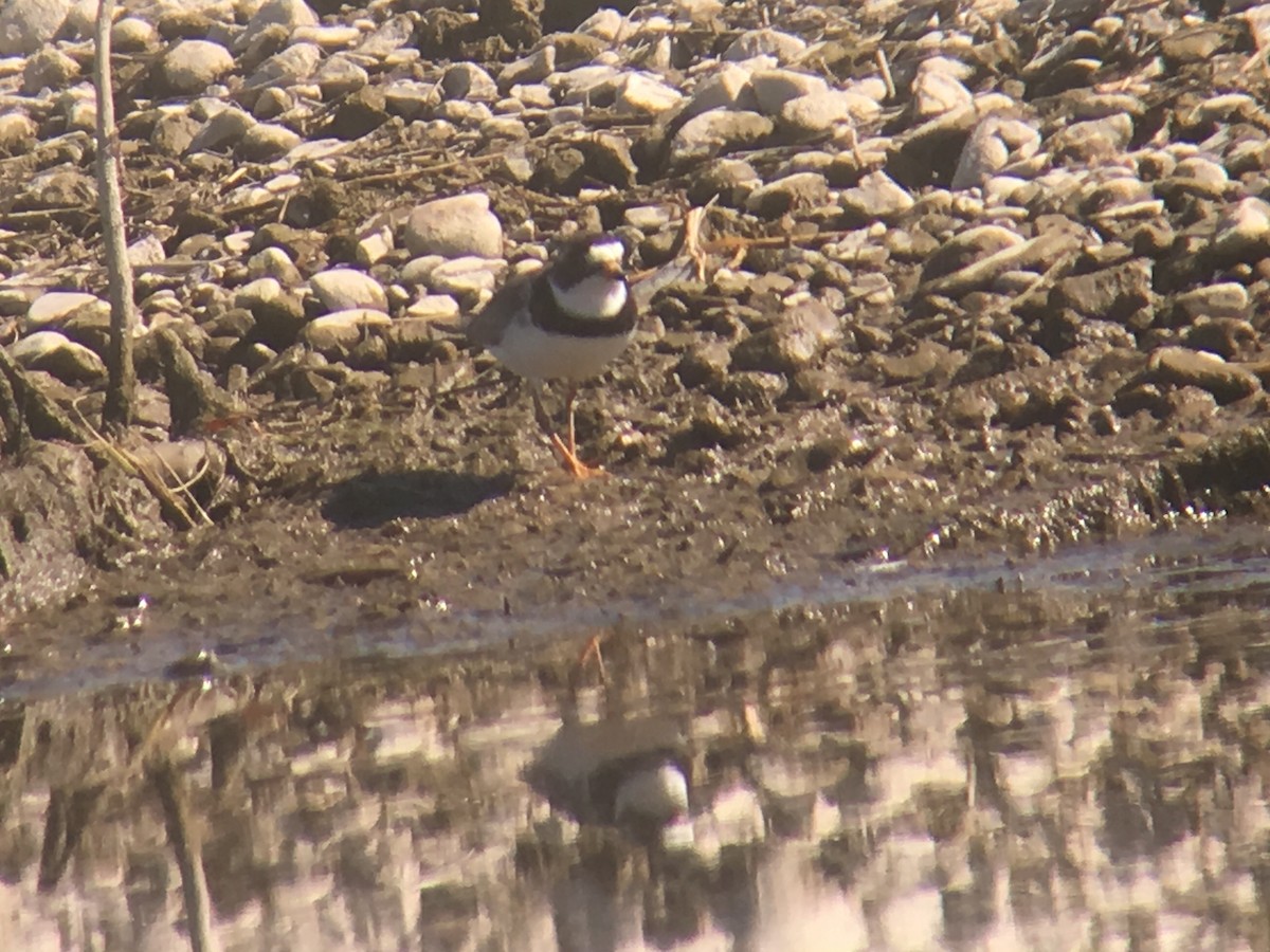 Semipalmated Plover - Stollery & Flood