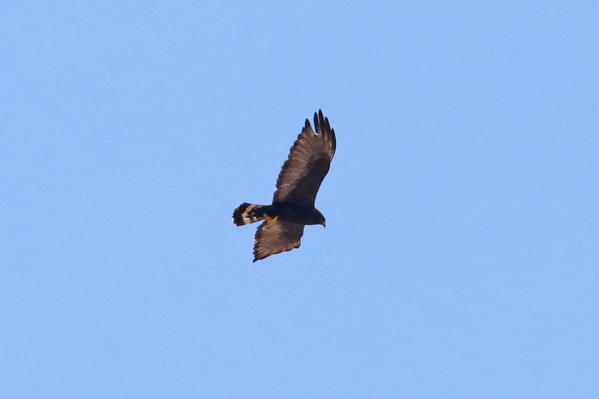 Zone-tailed Hawk - ML170352101
