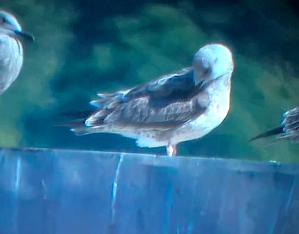Caspian Gull - Turkka Kulmala