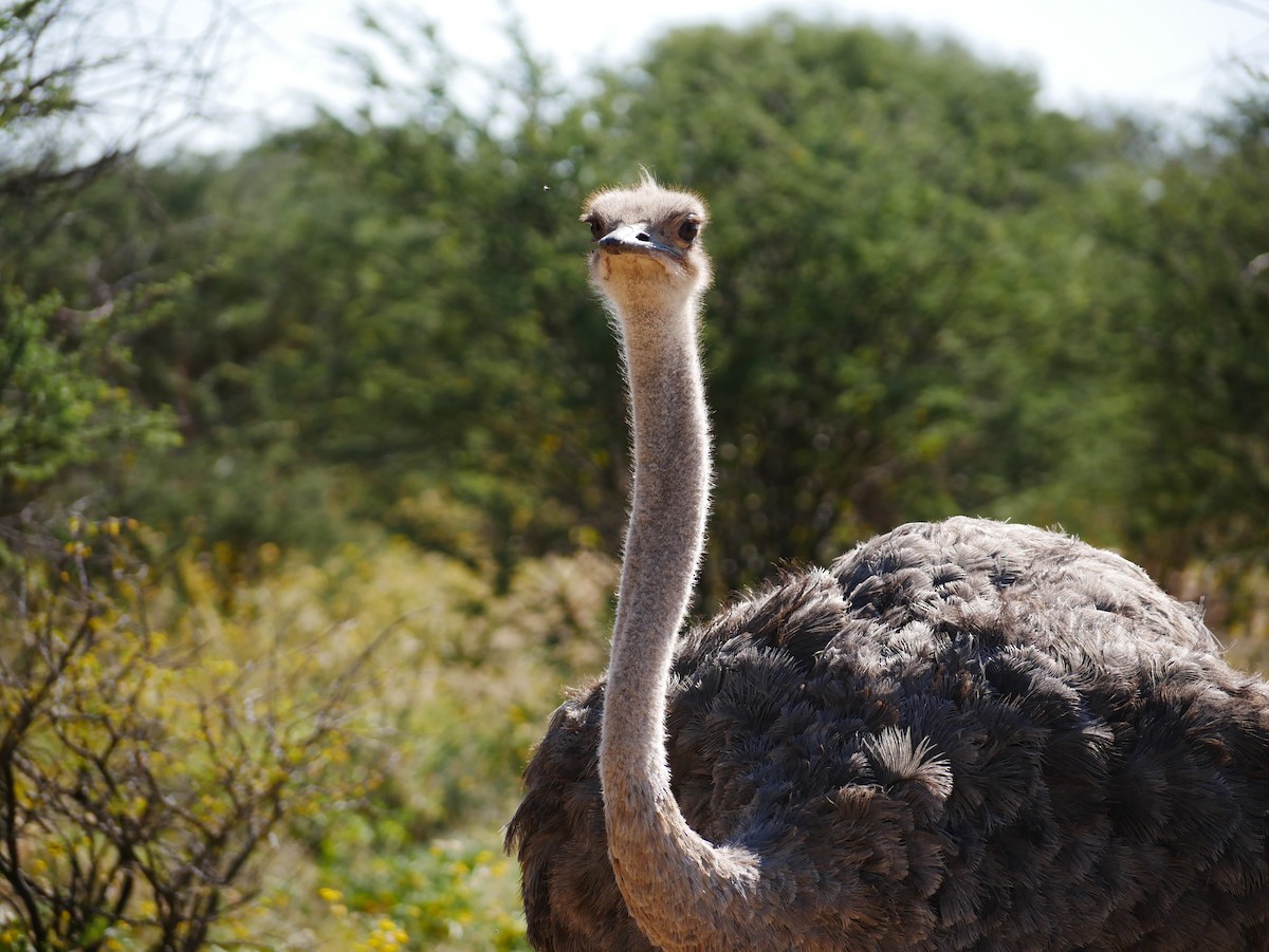 Common Ostrich - Anonymous