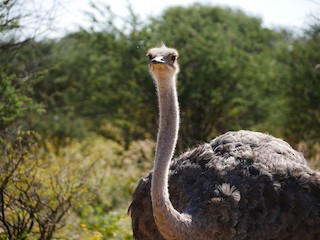 Common Ostrich, ML170353421