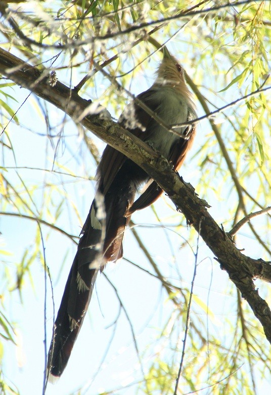 Squirrel Cuckoo - ML170357171