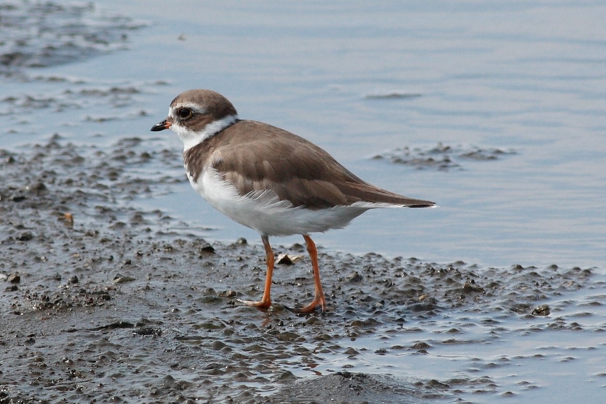 Semipalmated Plover - ML170364141