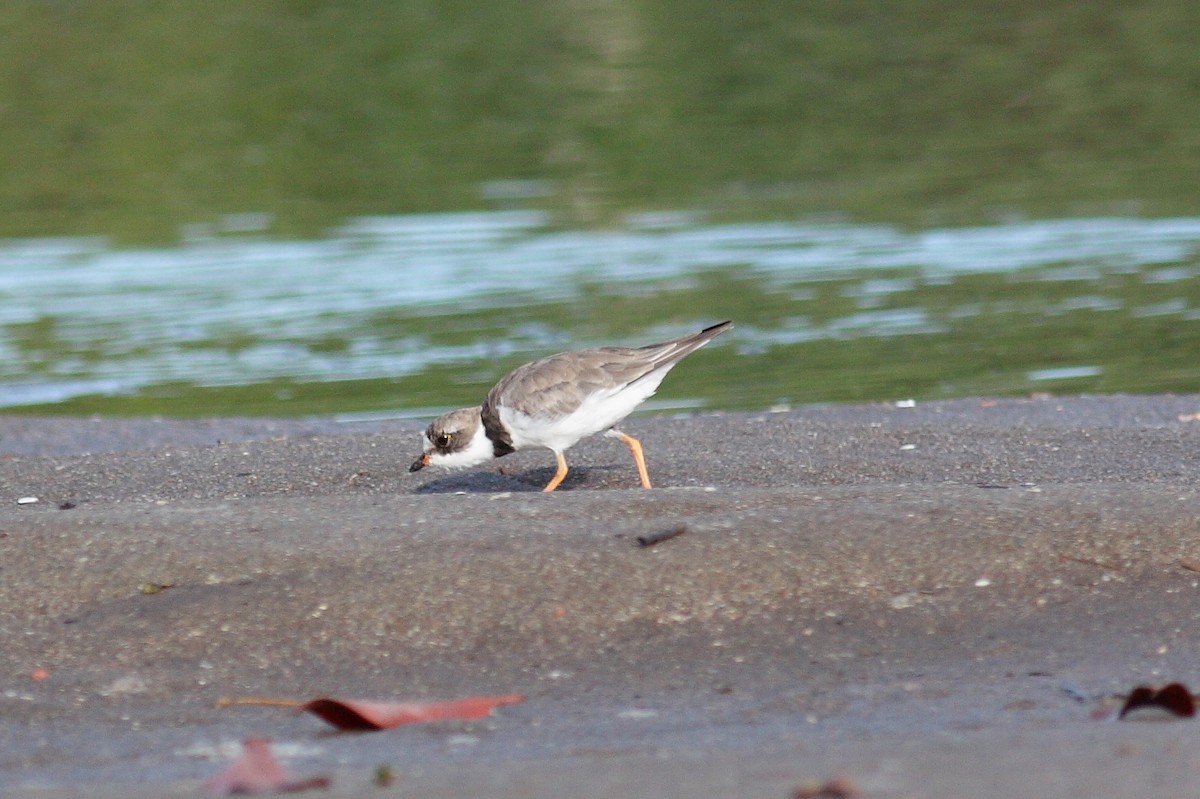 Semipalmated Plover - ML170364191