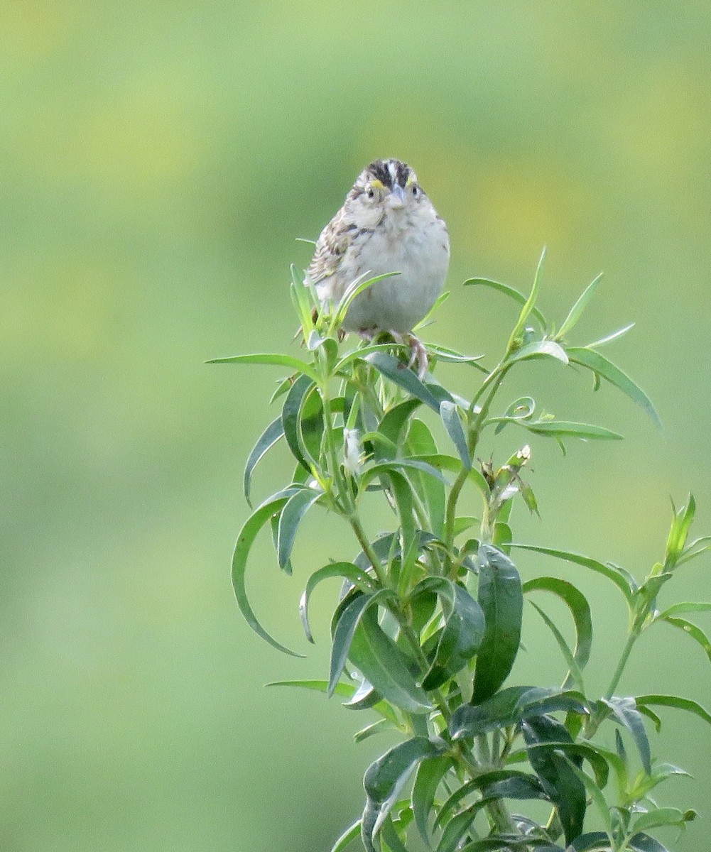 Grasshopper Sparrow - ML170371391