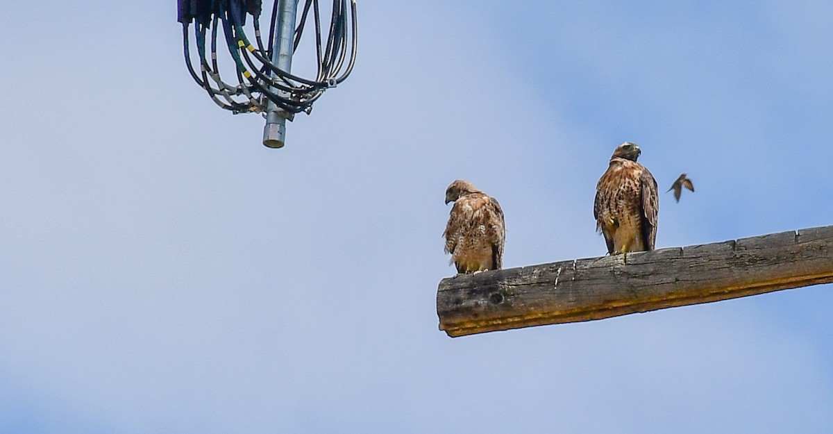 Red-tailed Hawk - ML170374141