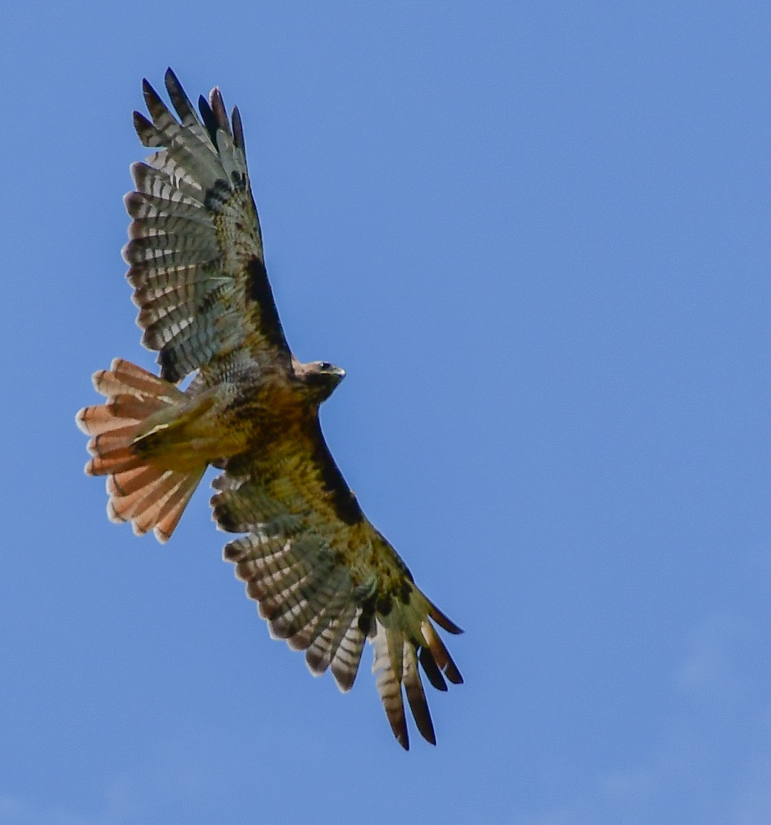 Red-tailed Hawk - ML170374151