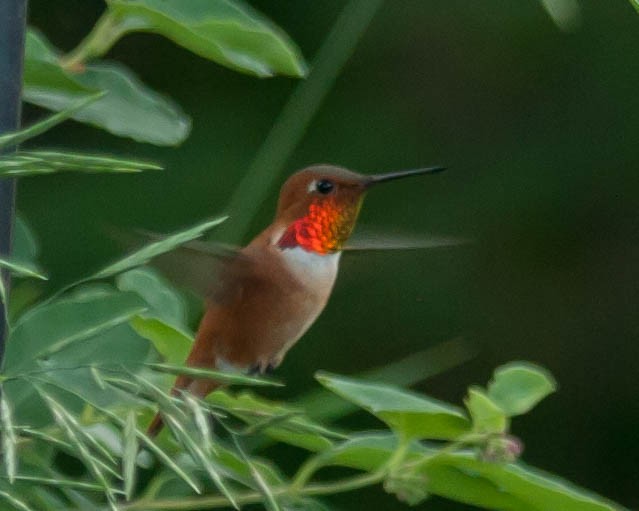 Rufous Hummingbird - Jim  McCabe