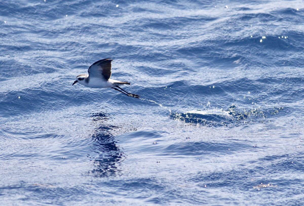 White-faced Storm-Petrel - ML170382521