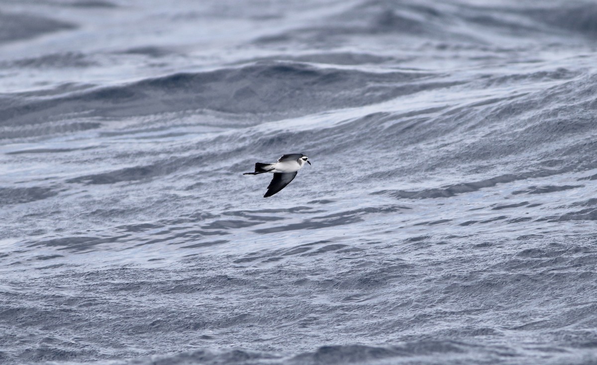 White-faced Storm-Petrel - ML170382571