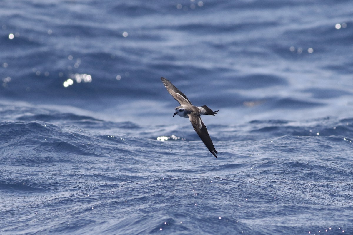White-faced Storm-Petrel - ML170382651
