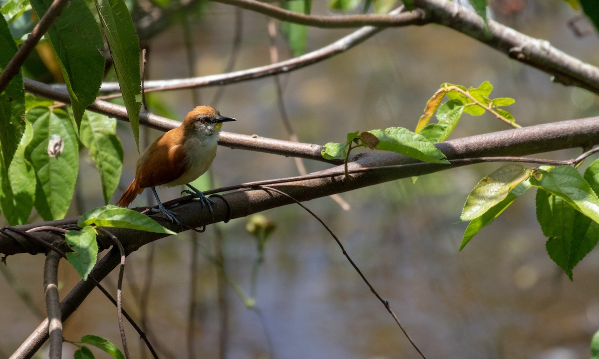 Yellow-chinned Spinetail - ML170387031