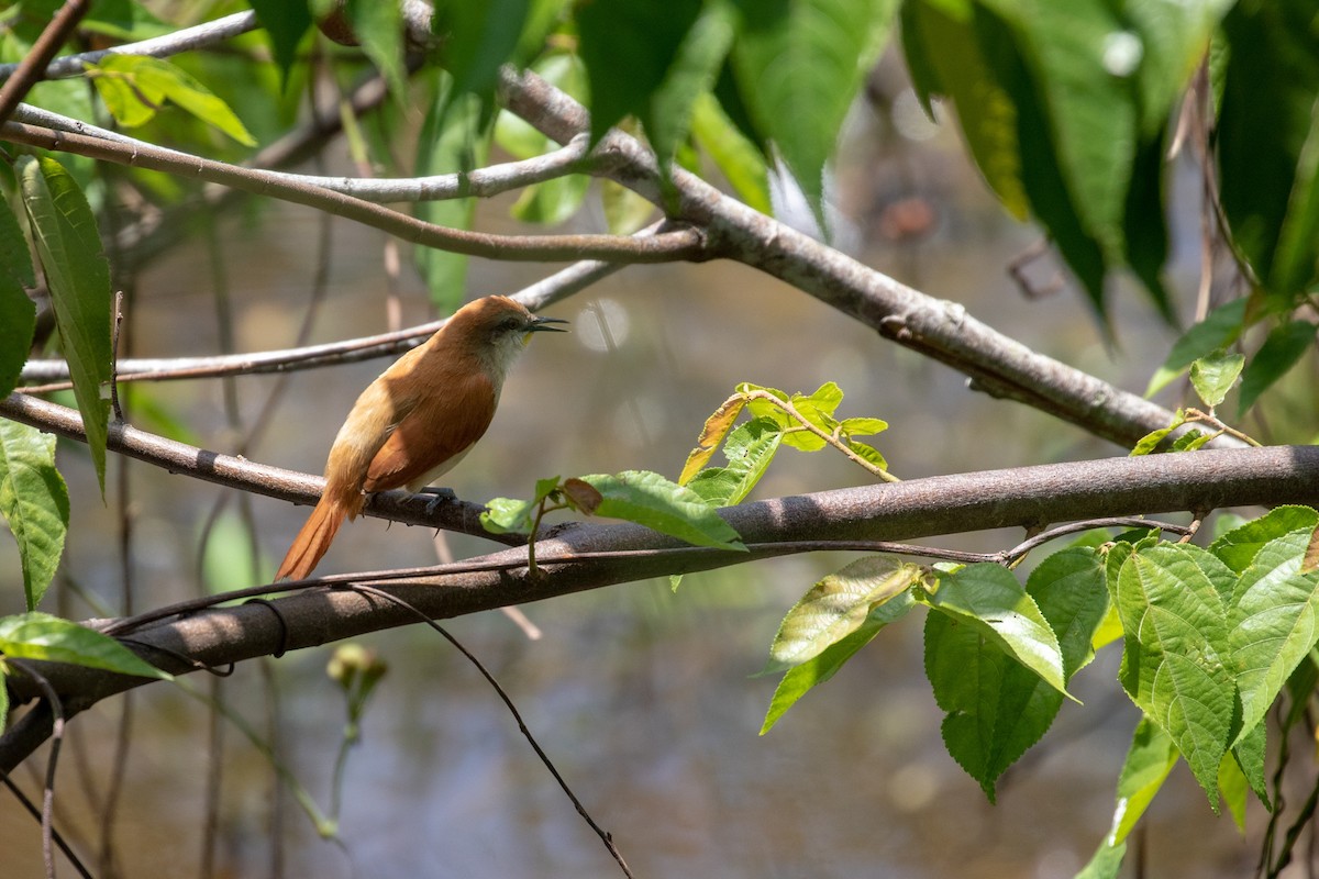 Yellow-chinned Spinetail - ML170387211