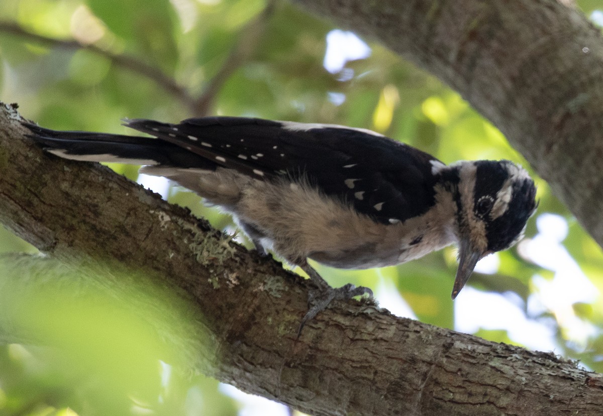 Hairy Woodpecker - Maury Swoveland