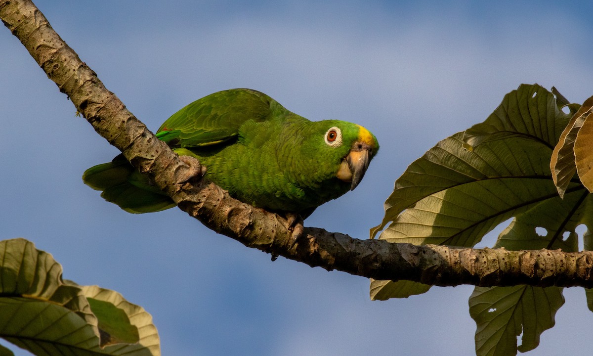 Yellow-crowned Parrot - ML170388151