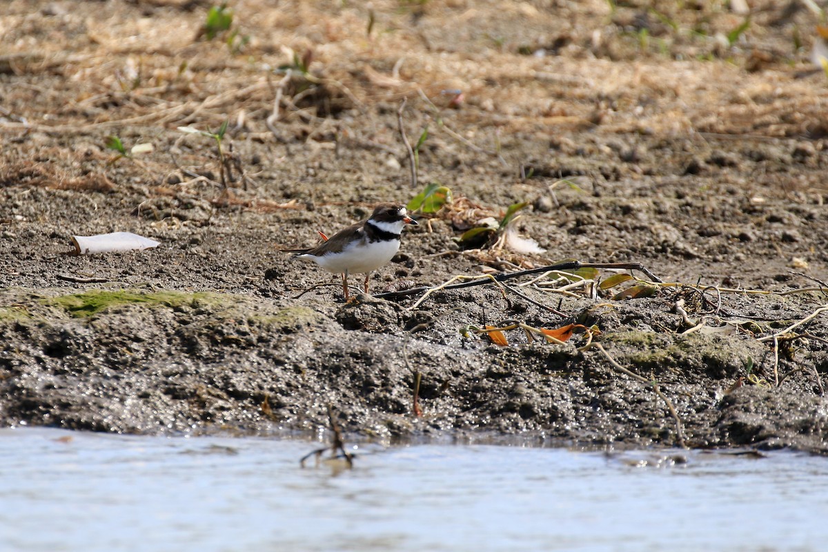 Semipalmated Plover - ML170388871