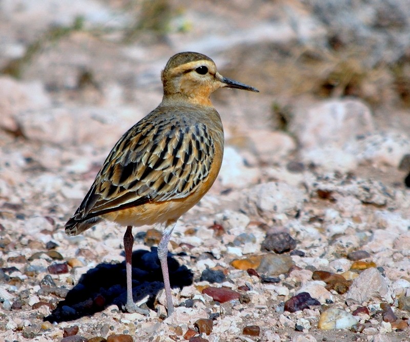 Tawny-throated Dotterel - Julián Tocce