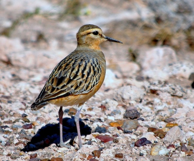 Tawny-throated Dotterel