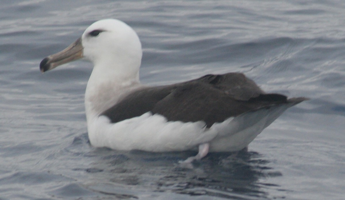 Black-browed Albatross (Black-browed) - ML170395281