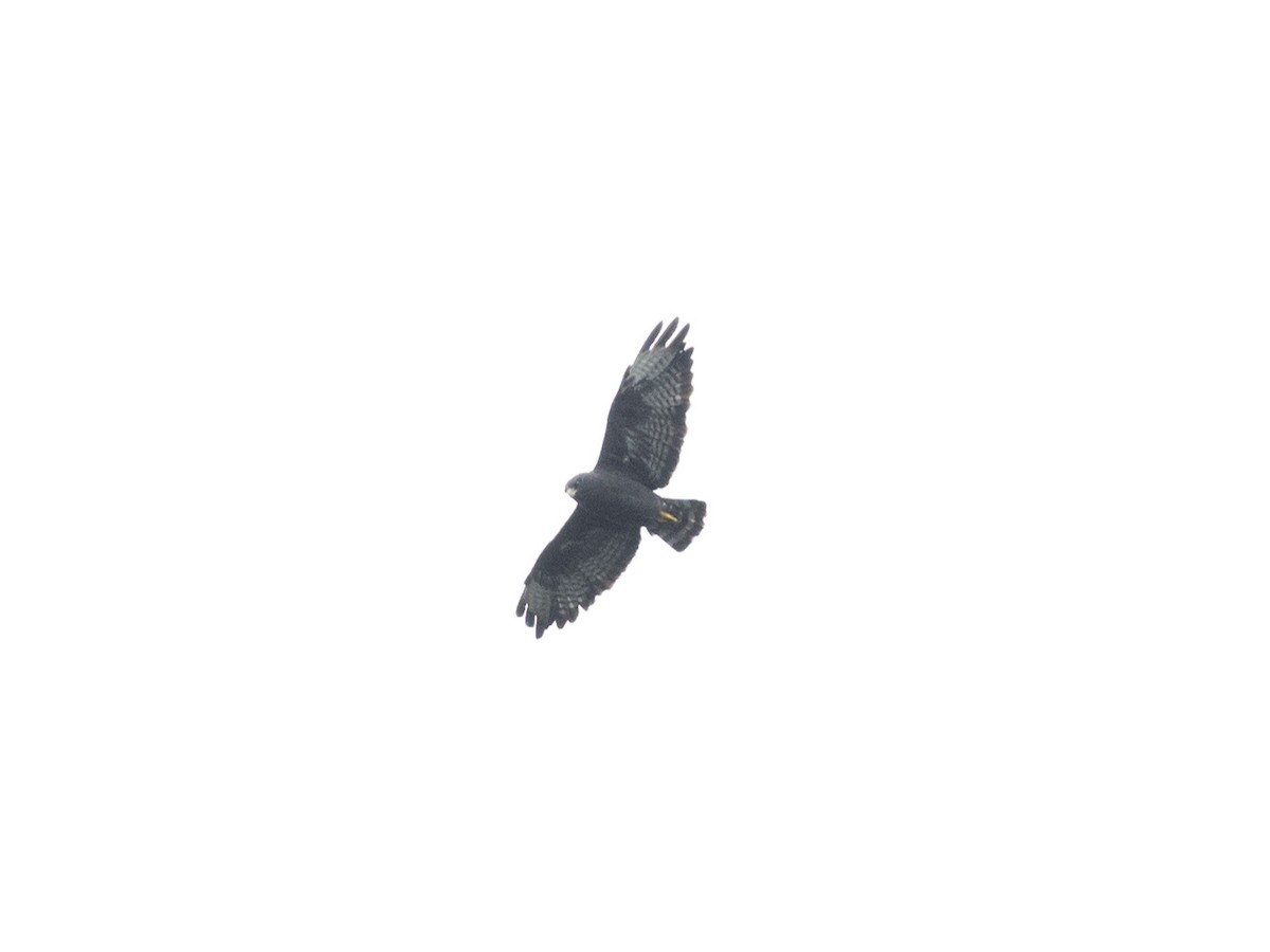 Short-tailed Hawk - ML170396721