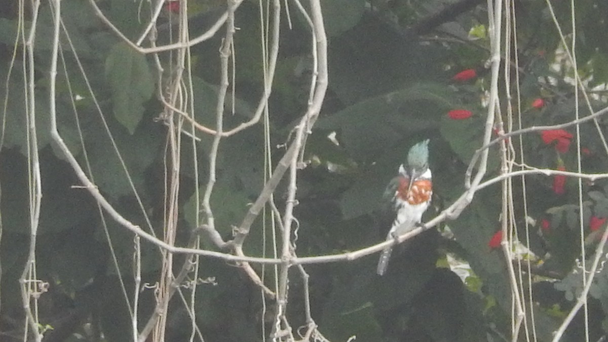 Amazon Kingfisher - ML170398621
