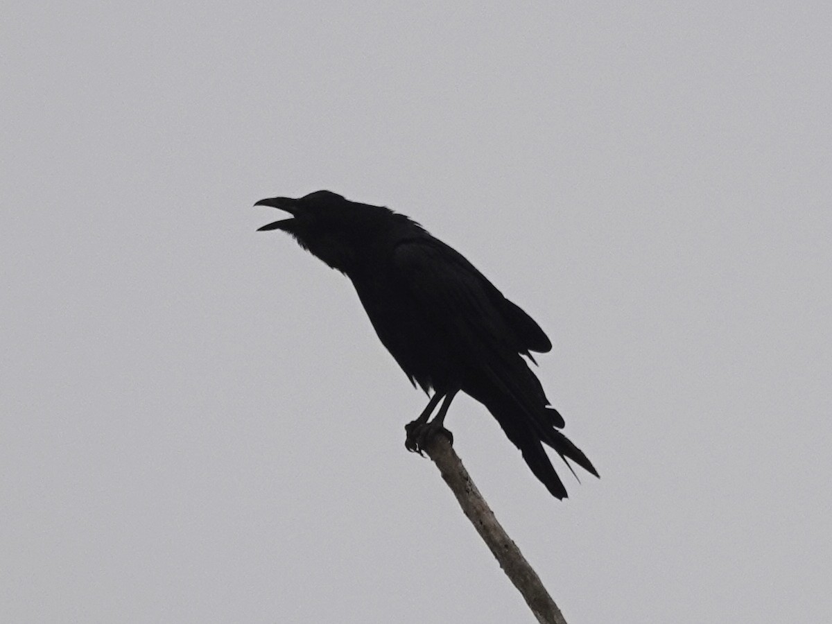 American Crow - ML170405071