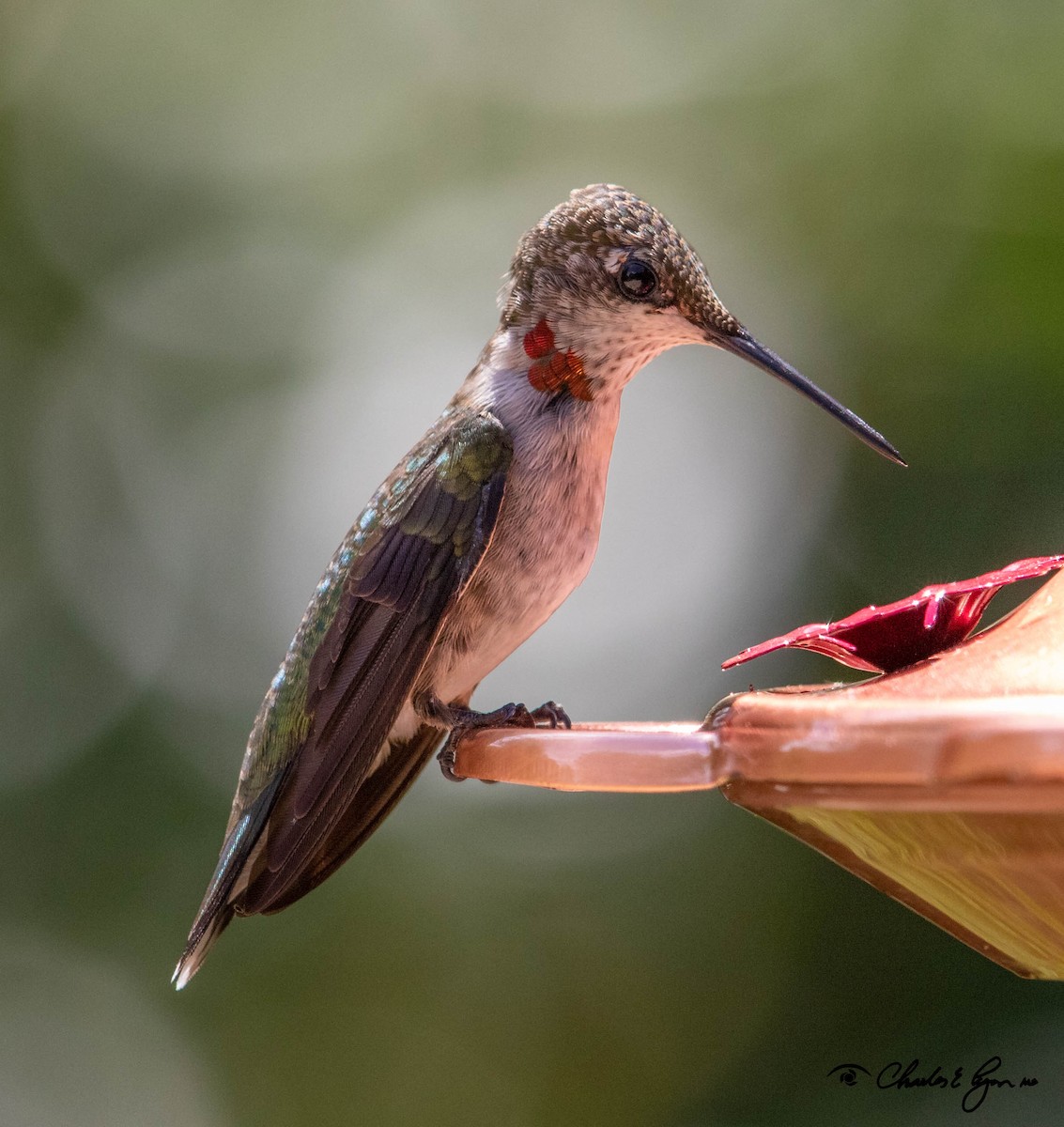 Ruby-throated Hummingbird - Charles Lyon