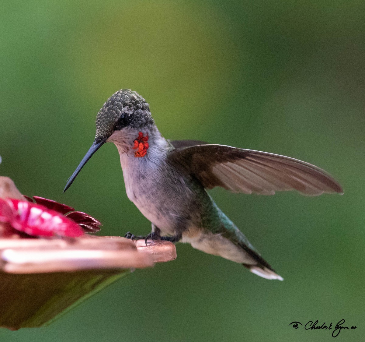 Ruby-throated Hummingbird - ML170406681