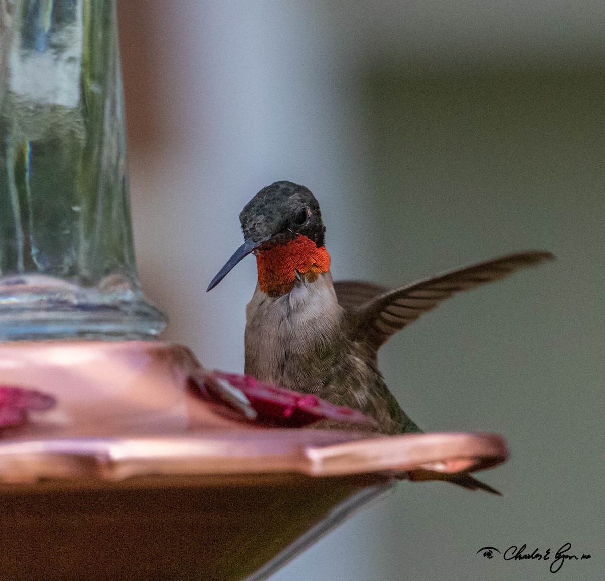 Ruby-throated Hummingbird - ML170406881