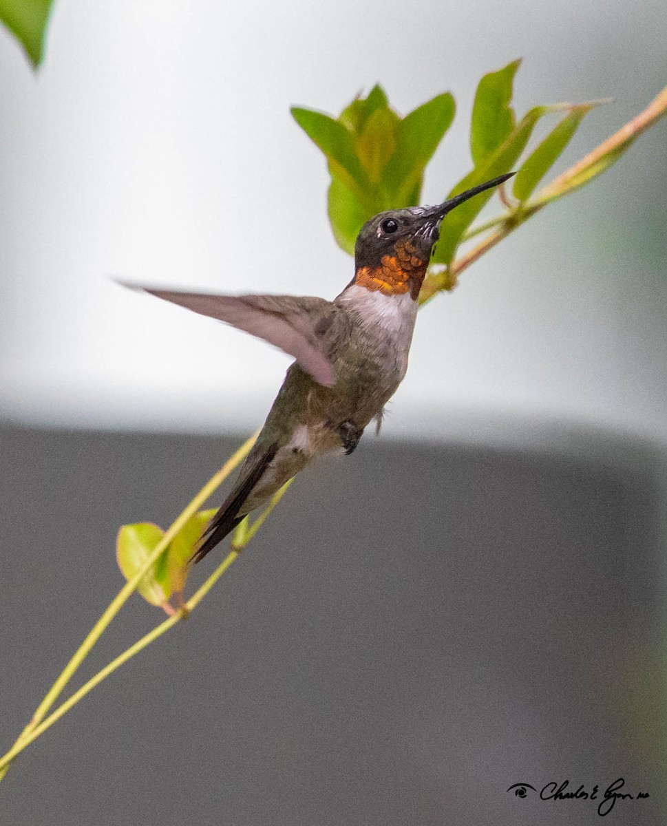 Ruby-throated Hummingbird - ML170406921