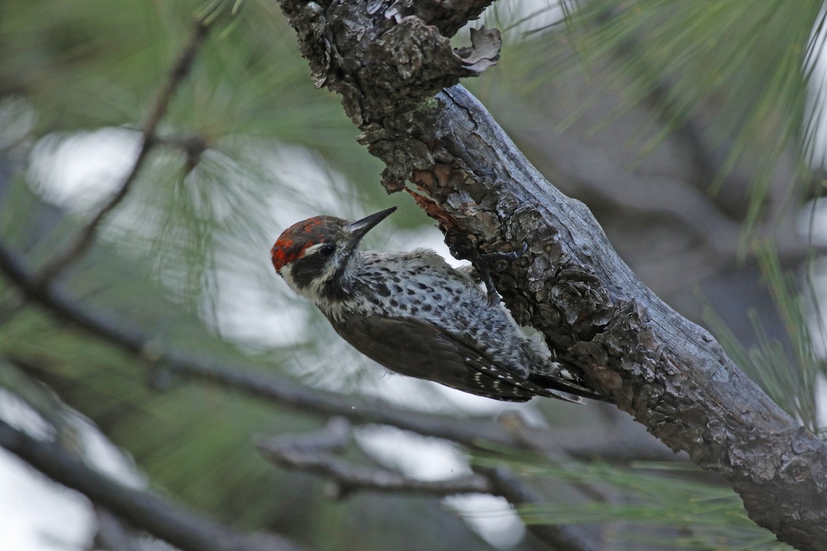 Arizona Woodpecker - Geert Bouke Kortleve