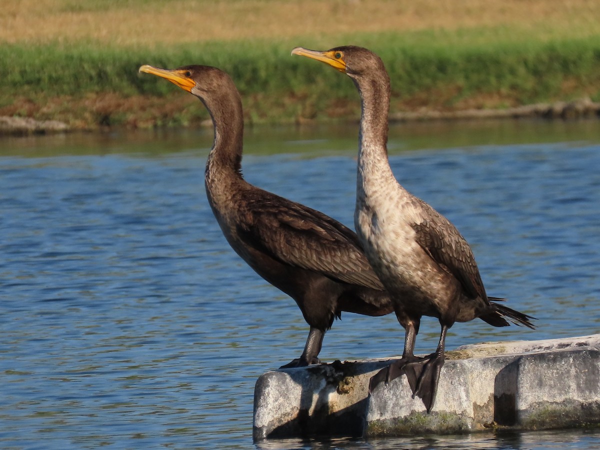 Double-crested Cormorant - Kathryn McGiffen