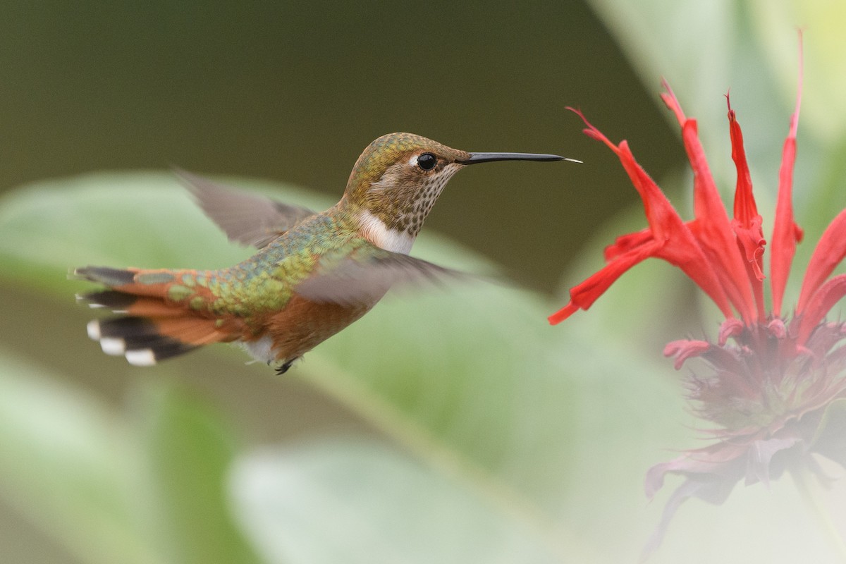 Rufous Hummingbird - ML170414921
