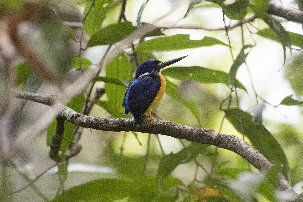 Papuan Dwarf-Kingfisher - Tony Palliser