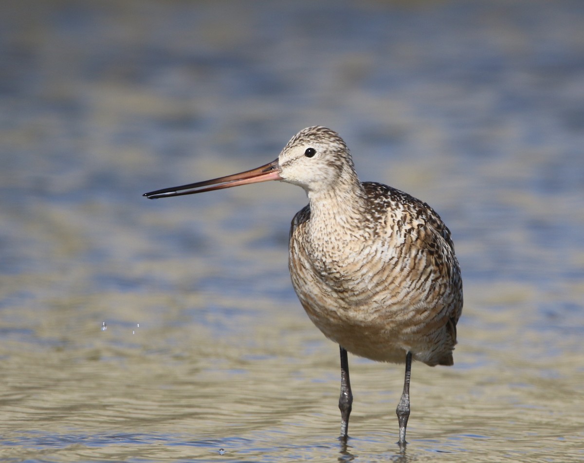 Marbled Godwit - Pair of Wing-Nuts
