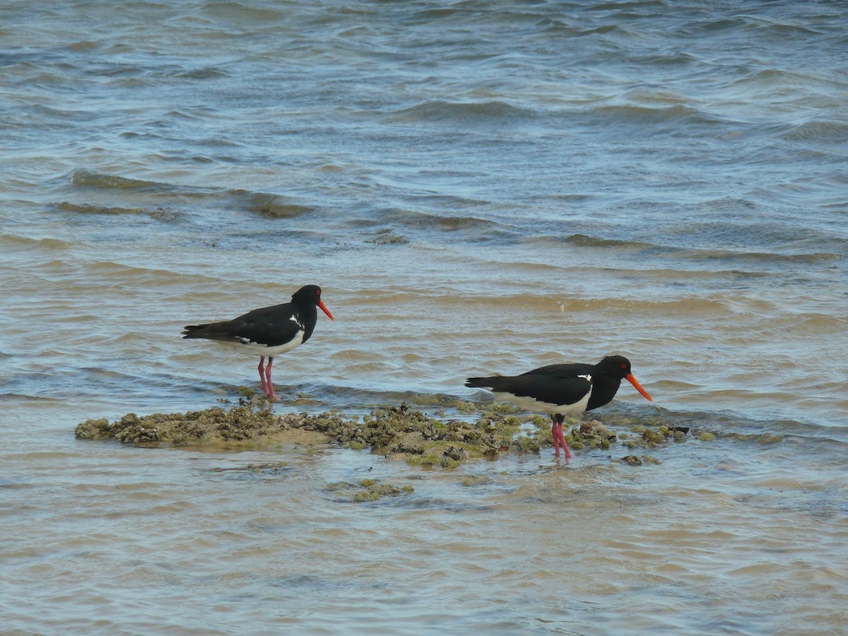 Pied Oystercatcher - Alfons  Lawen