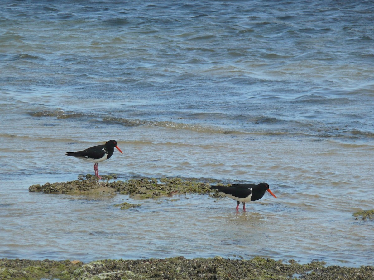 Pied Oystercatcher - Alfons  Lawen