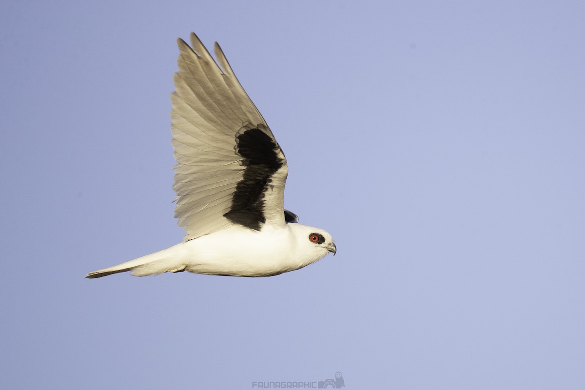 Letter-winged Kite - Matt Wright | Faunagraphic Wildlife Tours