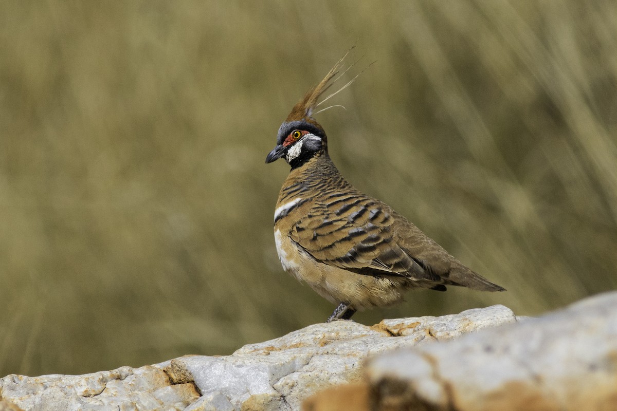 Spinifex Pigeon - ML170433401