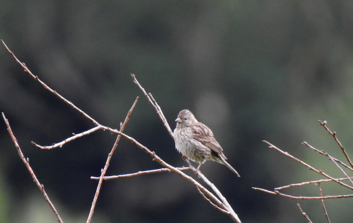 rosefinch sp. - Anonymous