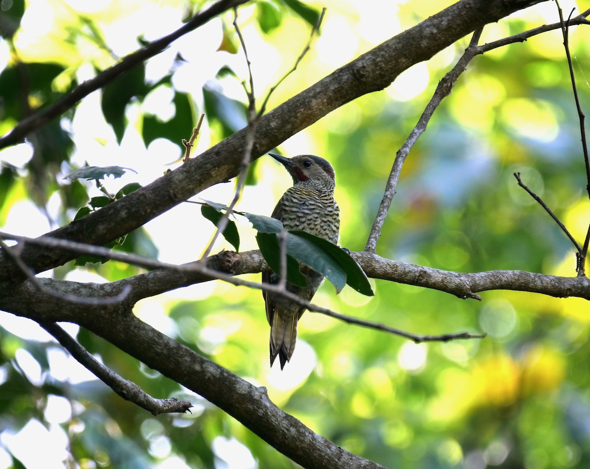 Gray-crowned Woodpecker - Neil Broekhuizen