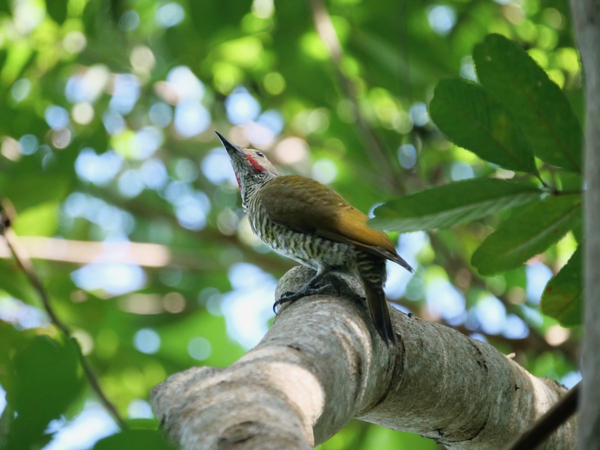 Gray-crowned Woodpecker - ML170437071