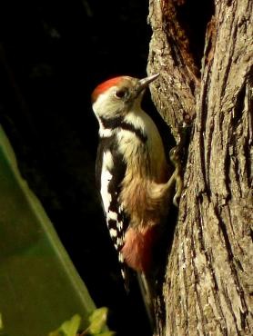 Middle Spotted Woodpecker - Igor Uřinovský