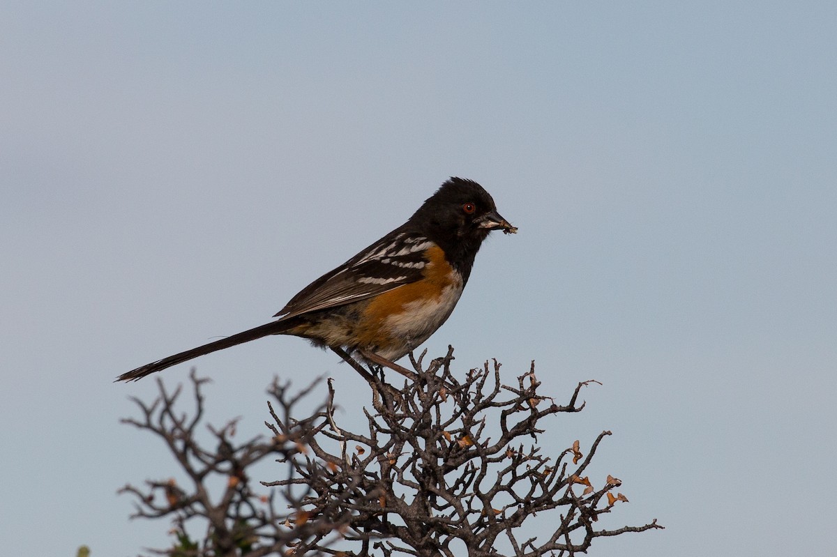 Spotted Towhee - ML170448091